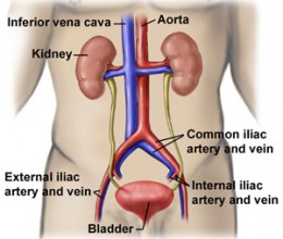 CRAZY SIMPLIFIED - aorta branches to feed kidneys blood which do their filter thing, make the pee which drains through ureters and empties into bladder. Nothin but net!