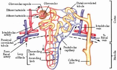 nice diagram right...took some serious google image surfing for this baby. Oh how the muscles burned!