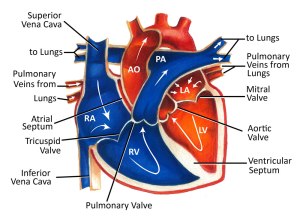 Normal-Heart-Anatomy-and-Blood-Flow-web