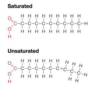 lipid-molecule