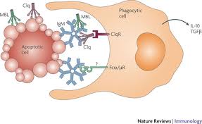 yeah that's real clear. Those star fish looking things are the IgM antibodies and they help that enormous white cell to grab hold of whatever nasty bug they attach to