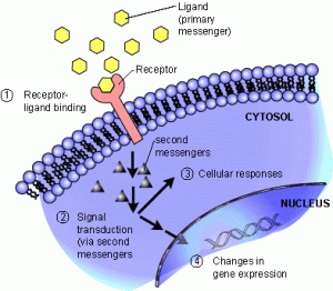 See that orange socket wrench poking out of the cell? That's the kind of receptor we're talking about.