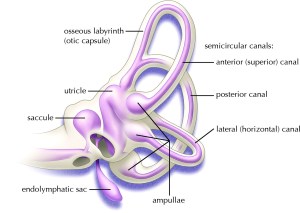 inner-ear