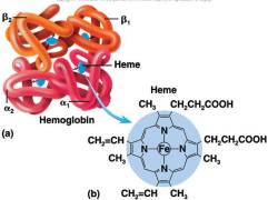 a closer look at the hemoglobin protein. P. falciparum converts the heme subunit to hemozoin.